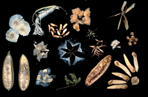 Images Dated 12th January 2005: Central America, Panama, Barro Colorado Island. Collection of wind dispersed seeds