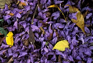 Images Dated 12th January 2005: Central America, Panama, Barro Colorado Island. Purple flowers on forest floor, Jacaranda