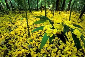 Images Dated 12th January 2005: Central America, Panama, Barro Colorado Island. Carpet of yellow flowers on forest floor