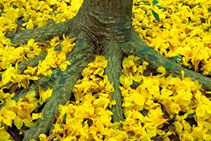 Images Dated 12th January 2005: Central America, Panama, Barro Colorado Island. Carpet of yellow flowers on forest floor