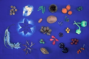 Images Dated 12th January 2005: Central America, Panama, Barro Colorado Island. Collection of native seeds and fruits