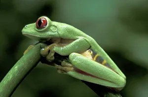 Central America, Panama, Barro Colorado Island, Red-eyed tree frog (Agalychnis callidryas)