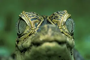 Images Dated 9th January 2004: Central America, Panama, Barro Colorado Island Narrow-snouted spectacled caiman