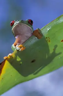 Images Dated 9th January 2004: Central America, Panama, Barro Colorado Island Red-eyed tree frog (Agalychnis