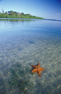 Images Dated 23rd February 2006: Central America, Panama, Bocas del Toro. Starfish Cove