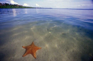 Images Dated 23rd February 2006: Central America, Panama, Bocas del Toro. Starfish Cove