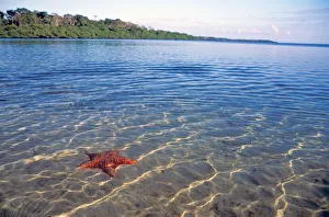 Images Dated 23rd February 2006: Central America, Panama, Bocas del Toro. Starfish Cove