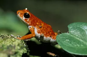 Images Dated 9th January 2004: Central America, Panama, Bocas del Toro Strawberry frog; poison dart frog (Dendrobates