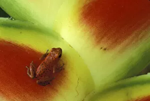 Central America, Panama Bocas del Toro Islands Strawberry poison dart frog