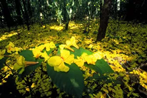 Images Dated 31st August 2003: CENTRAL AMERICA, Panama, Borro Colorado Island A flower carpet on the forest floor