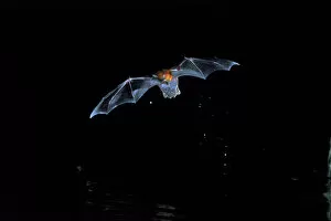 Images Dated 31st August 2003: CENTRAL AMERICA, Panama, Borro Colorado Island A fishing bat (Noctillo leporinus) in flight