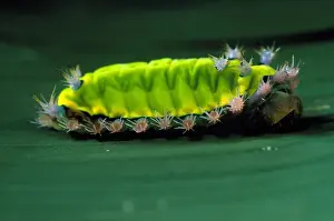 CENTRAL AMERICA, Panama, Borro Colorado Island Saddle-back caterpillar, which