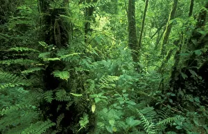 Images Dated 9th January 2004: Central America, Panama, Chiriqui Province, Parque National de Amistad, Vulcano Baru