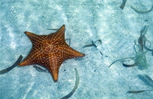 Starfish Prints: Central America, Panama, San Blas Archipelago. Starfish. The San Blas consists of
