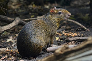 Andres Morya Prints: Central American Agouti (Dasyprocta punctata), Costa Rica