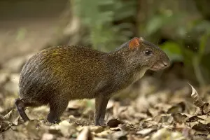 Central American Agouti (Dasyprocta punctata) Mindo Cloud Forest