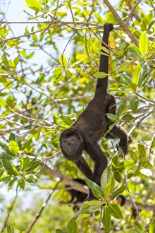 Central American Howler Monkey (Alouatta palliata), rehab center and forest preserve