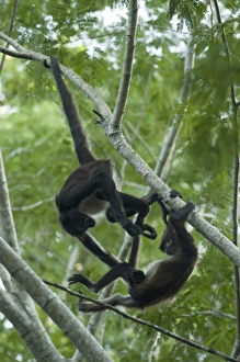 Quintana Roo Prints: Central American Spider Monkey, (Ateles geoffroyi yucatanensis), Coba Monkey Reserve