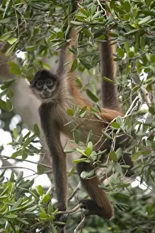 Images Dated 16th October 2009: Central American Spider Monkey (Ateles geoffroyi yucatanensis) Yucatan Peninsula