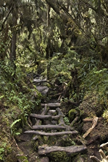 East Africa Prints: Central Circuit on Ruwenzori through Swampy Forest, Uganda