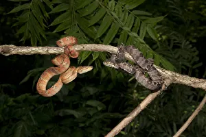 Arboreal Prints: Central PA, USA, Amazon Tree Boa, Corallus hortulanus, southern Central American