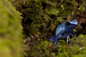 Aggression Prints: Central PA, USA, Blue Dart Frog; Dendrobates azureus; Native to South America; controlled