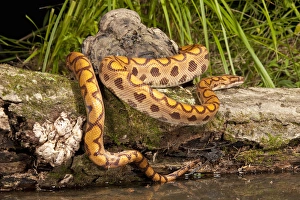Part Of Prints: Central PA, USA, Brazilian Rainbow Boa, Epicrates cenchria cenchria, along water