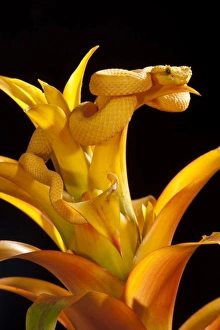 Arboreal Prints: Central PA, USA, Eyelash Viper, Bothrechis schlegeli, Native to Southern Mexico South