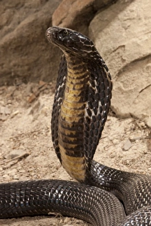 Central PA, USA, Pakistani Black Cobra. Naja naja karachiensis, showing hood display Central PA, USA, Pakistani Black Cobra. Naja naja karachiensis, showing hood display