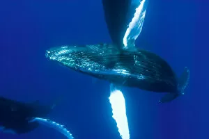 Images Dated 1st January 1980: Central Pacific Ocean, Hawaii, near Big Island, Sub Adult Humback Whales (Megaptera