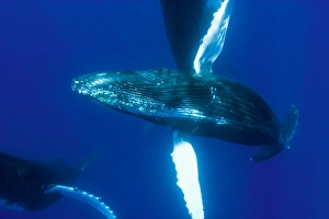 Images Dated 1st January 1980: Central Pacific Ocean, Hawaii, near Big Island, Sub Adult Humback Whales (Megaptera
