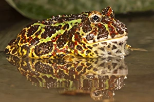 Joe Mcdonald Prints: Central Pennsylvania, Argentine Horned Frog, Ceratophrys ornata, in pond, captive