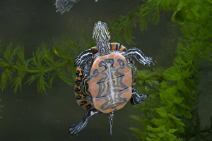 Images Dated 19th July 2010: Central Pennsylvania, Midland Painted Turtle, Chrysemys picta marginata, controlled