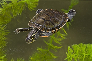 Aquatic Prints: Central Pennsylvania, Midland Painted Turtle, Chrysemys picta marginata, controlled