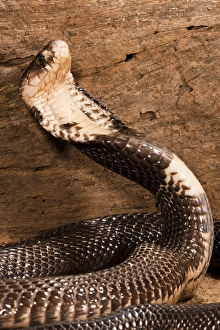 Images Dated 21st July 2009: Central Pennsylvania, United States, Monacled Cobra, Naja naja, India. Hooding in