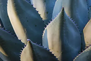 Succulent Prints: Century Plant (Agave species) leaves with spines