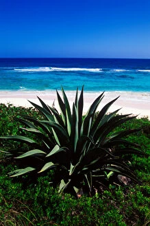 Images Dated 21st April 2005: Century plants lining up the beaches of Cat Island, Bahamas
