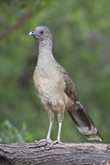 Images Dated 13th May 2010: Chachalaca (Ortalis vetual) in south Texas