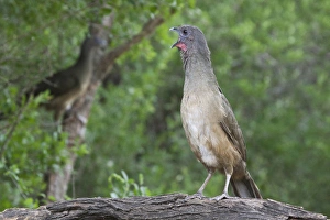 Images Dated 13th May 2010: Chachalaca (Ortalis vetual) in south Texas