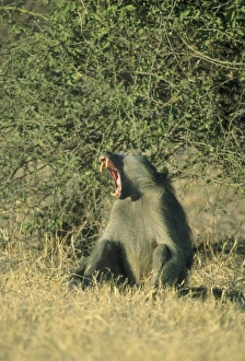 Talk Prints: Chacma Baboon, (Papio cyanocephalus), Botswana