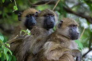 Baboon Prints: Three chacma baboons, Papio ursinus, sitting in a tree in Chobe National Park. Botswana