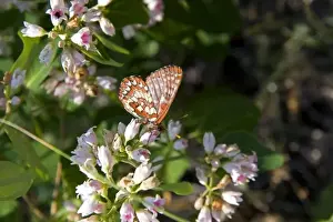 Butter Fly Prints: Chalcedon Checkerspot butterfly in the Nymphalidae family located in Idaho