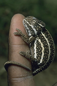Human Prints: Chameleon, (Furcifer campani), Central Madagascar