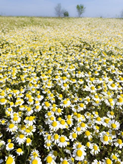 Pretty Prints: Chamomile Field (Matricaria chamomilla), Hortobagy National Park in spring. Hungary