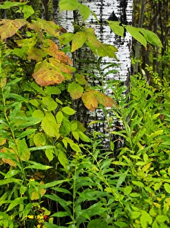 Images Dated 28th September 2015: Changing seasons in Upper Michigan