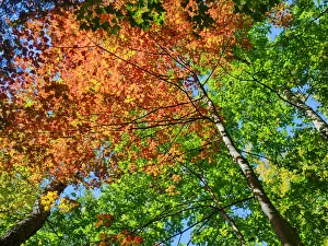 Deep Prints: Changing seasons in Upper Michigan
