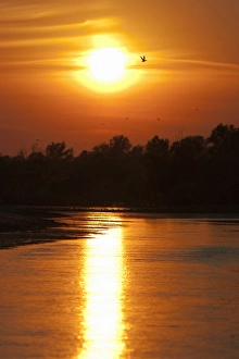 Images Dated 9th August 2006: Channels and lakes during sunset in the Danube Delta, romania. Big willows, alder