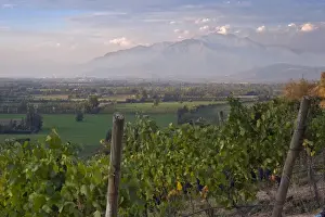 Images Dated 1st April 2009: Chardonnay vines in the foreground of Haras de Pirque winerys vineyards, near