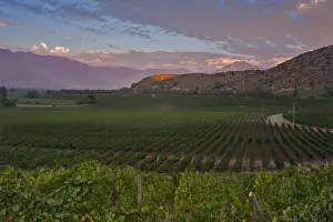 Chardonnay Prints: Chardonnay vines in the foreground of Haras de Pirque winerys vineyards, near