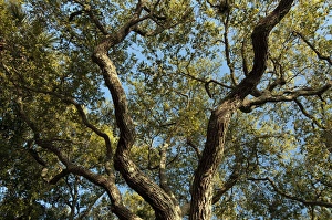 Images Dated 7th April 2010: Charleston, South Carolina, USA. Tree branches stretch out against the cloudless